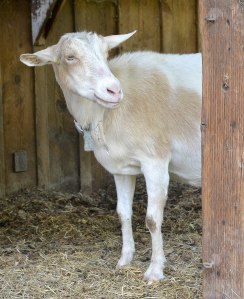 This is Guinevere, a remarkably patient goat who looks like this when we're running late on the milking. Photo credit Steve Henderson Fine Art